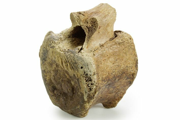 Hadrosaur (Edmontosaurus) Caudal Vertebra - Wyoming #377734